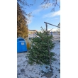 Druhá šanca pre vianočné stromčeky